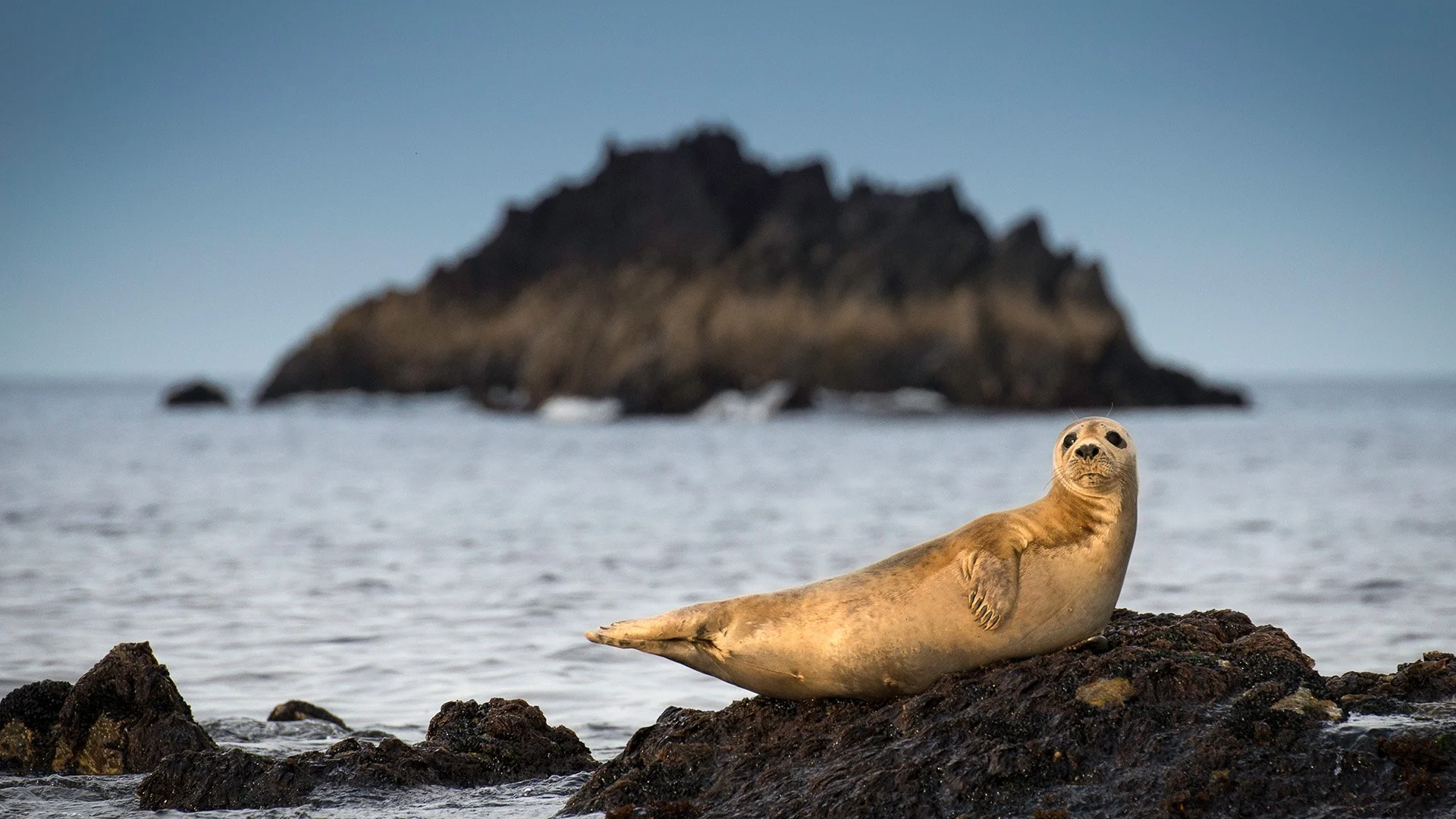 Isole selvagge d'Irlanda stagione 2