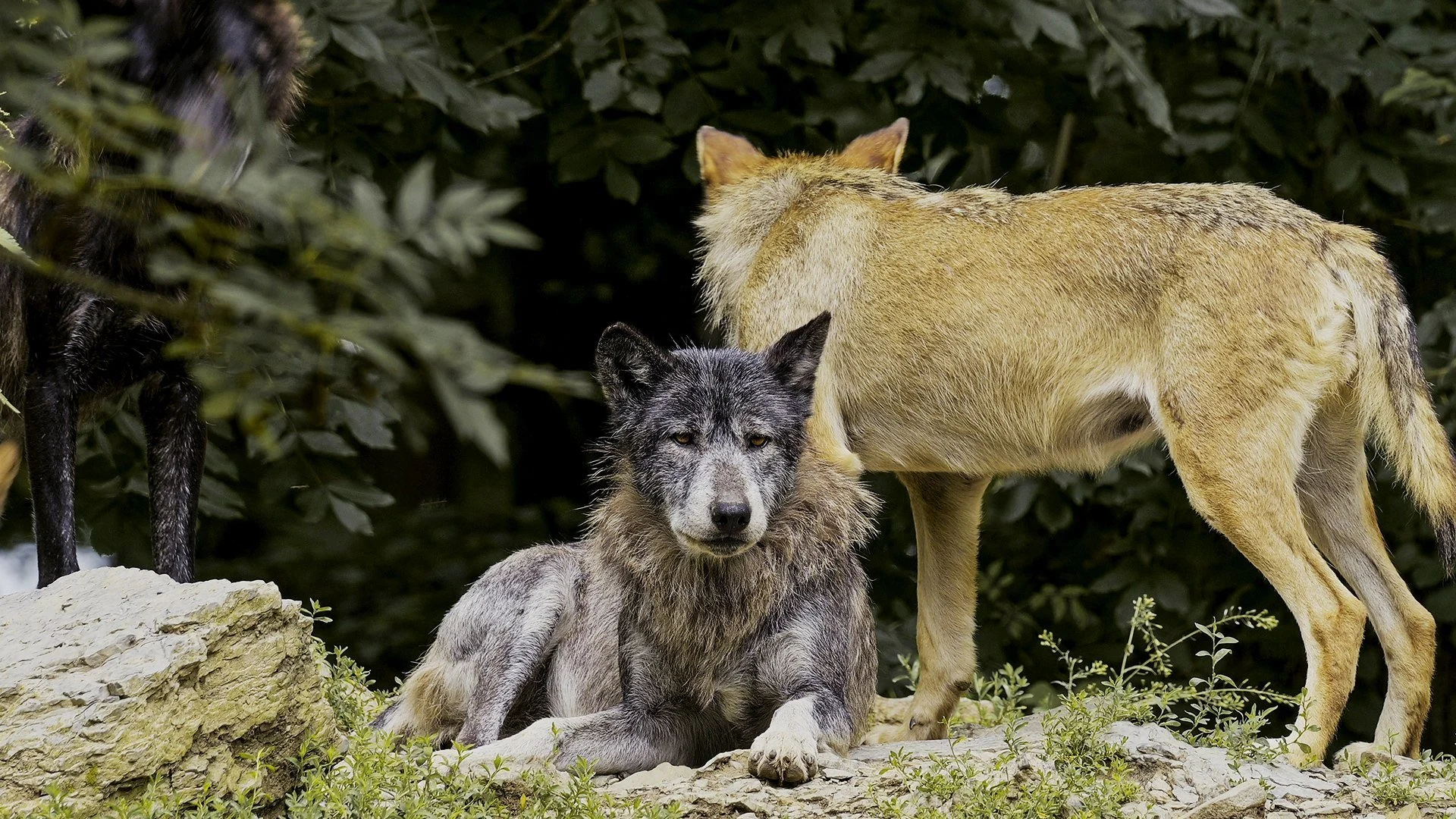 La battaglia dei predatori stagione 1