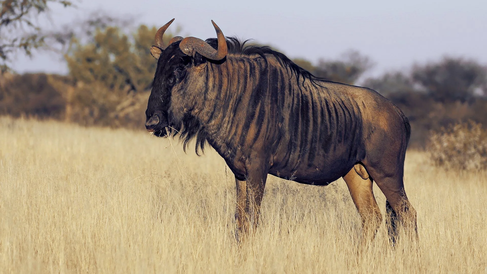 La battaglia dei predatori stagione 1