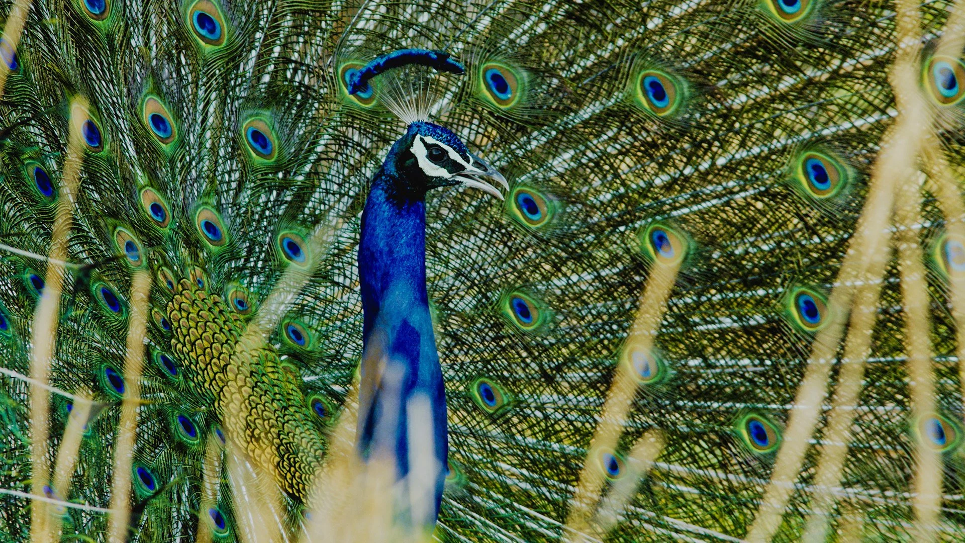 La battaglia dei predatori stagione 1