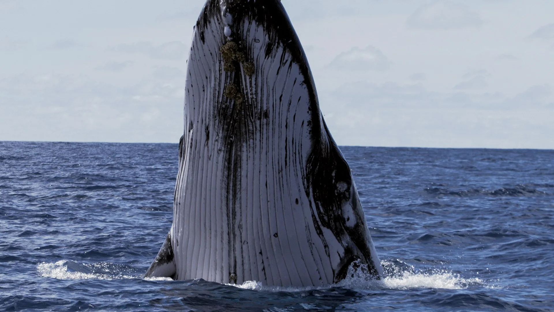 La battaglia dei predatori stagione 1