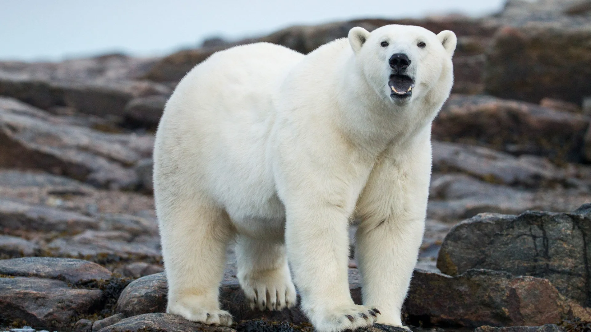 La battaglia dei predatori stagione 2