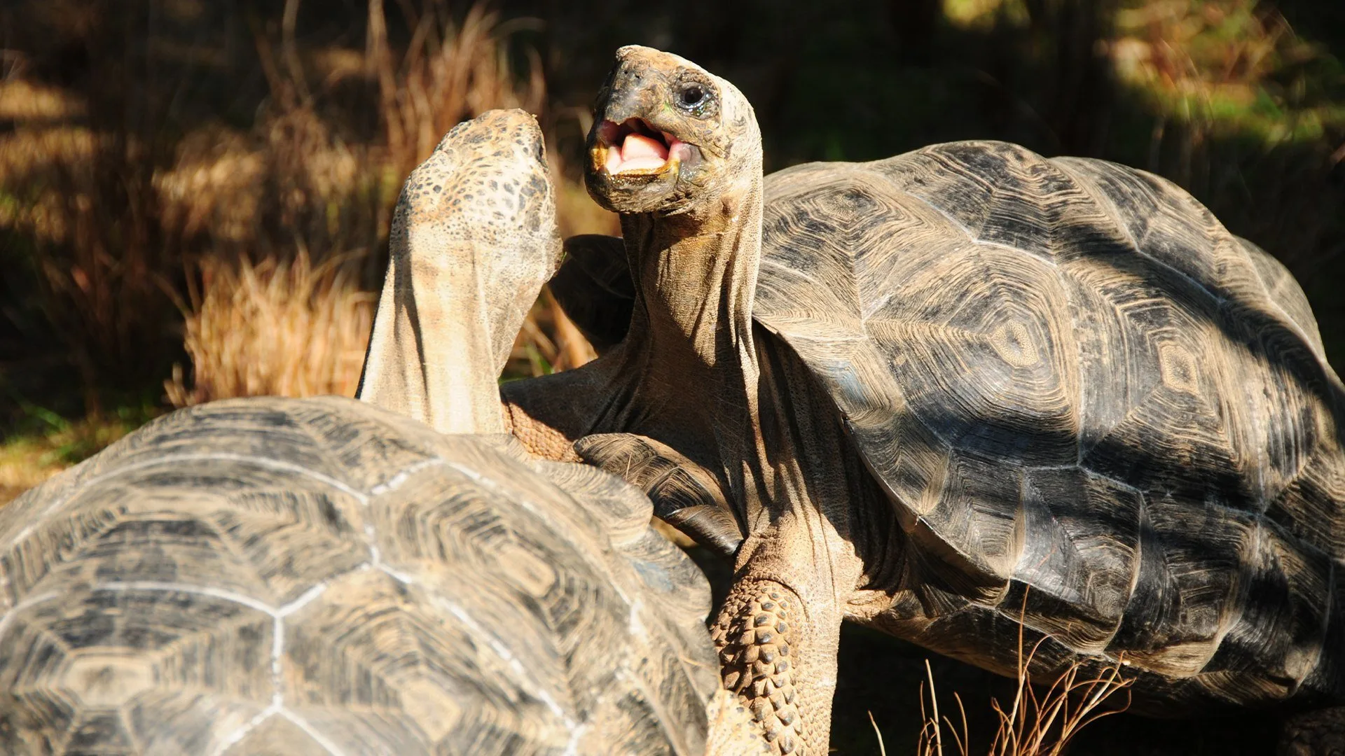 La battaglia dei predatori stagione 2