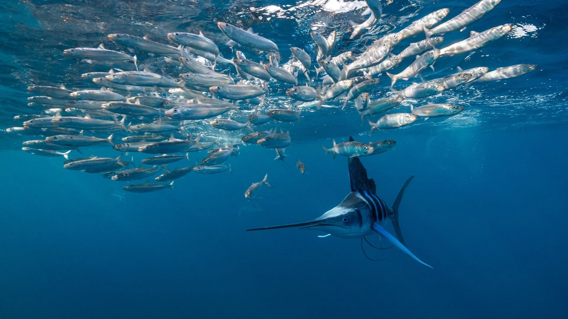 La battaglia dei predatori stagione 2