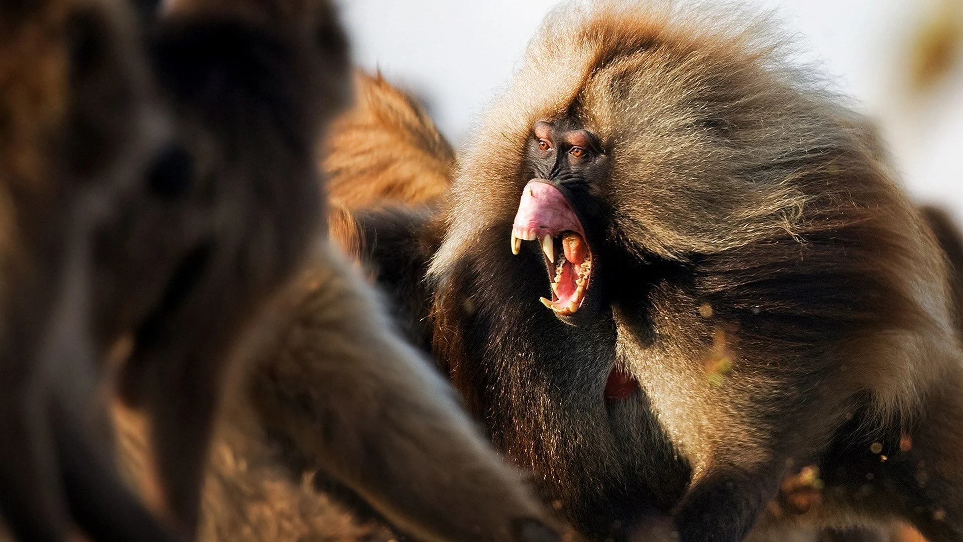 La battaglia dei predatori stagione 2