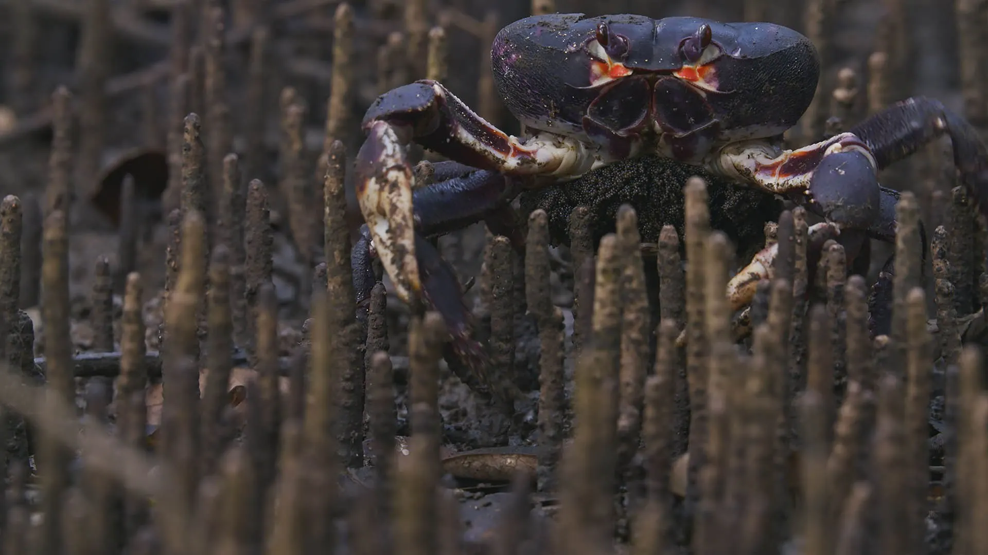 La costa selvaggia della Colombia stagione 1