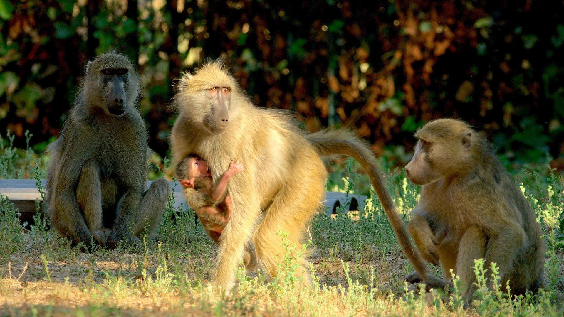 La gang dei babbuini stagione 1