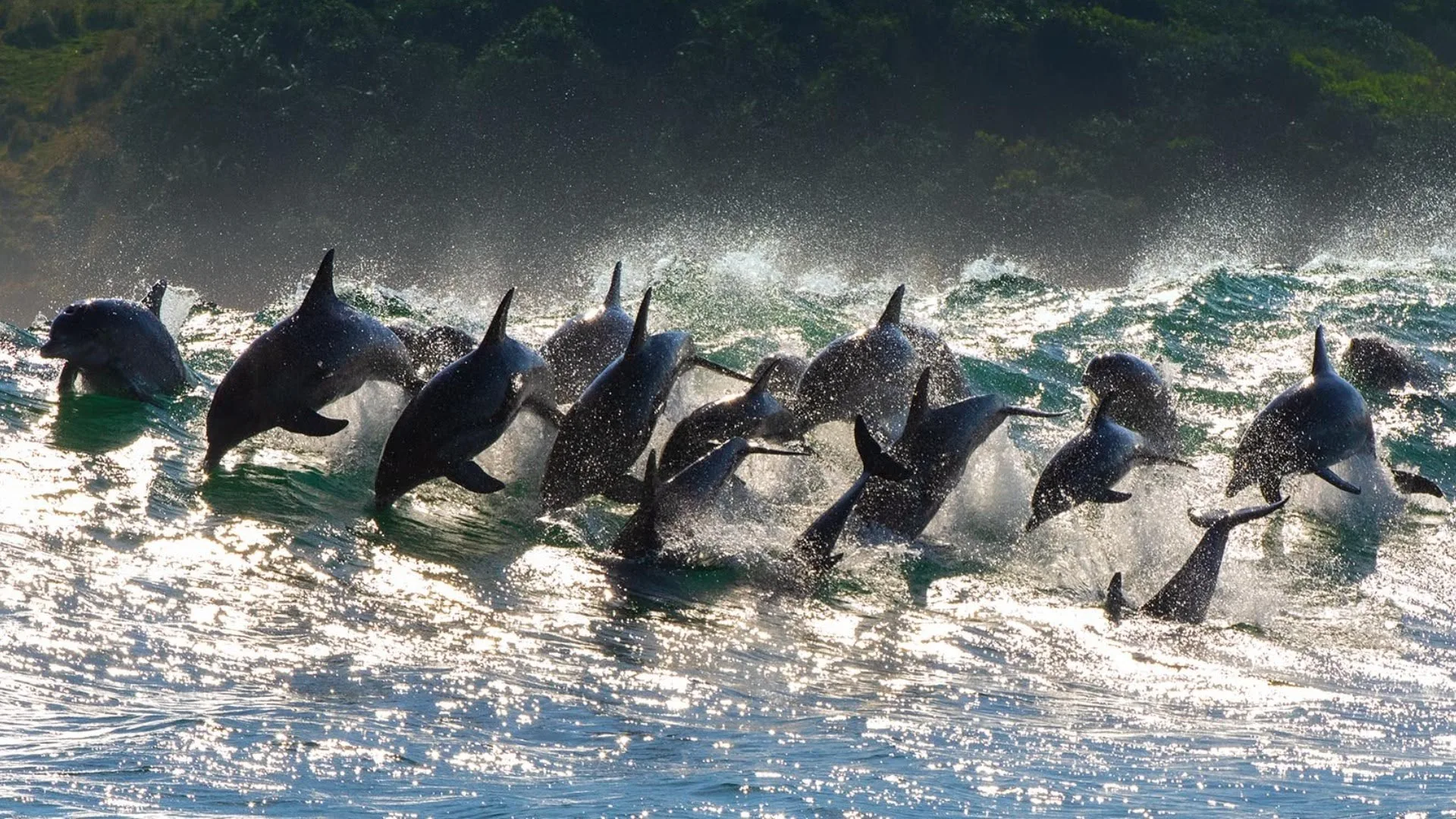 La grande festa degli oceani