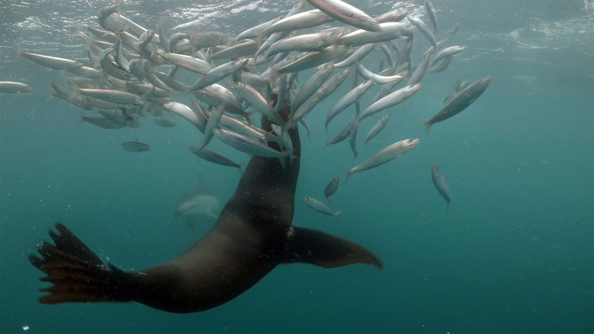 La vita segreta degli oceani stagione 3