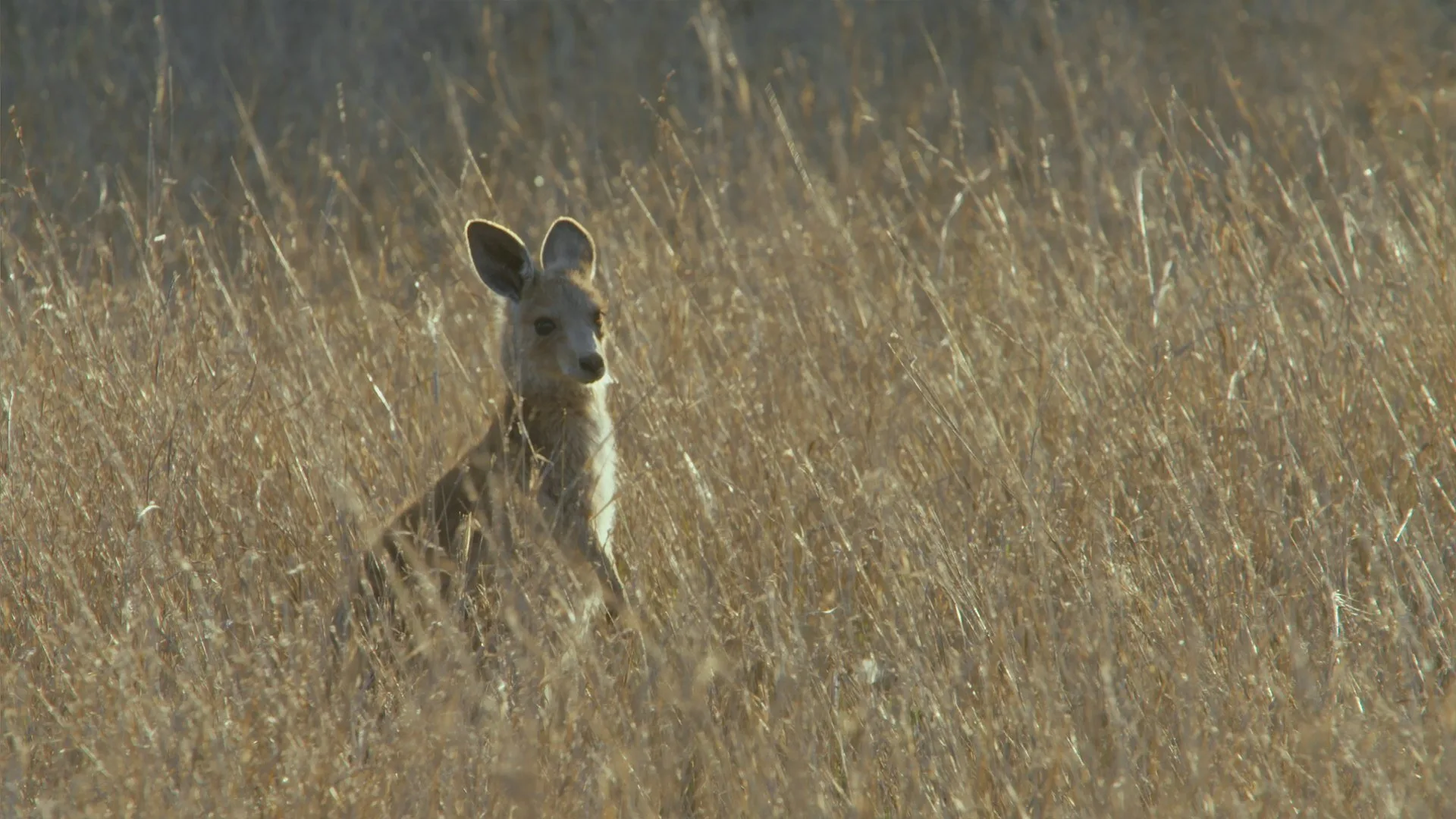 La vita segreta dei canguri stagione 1