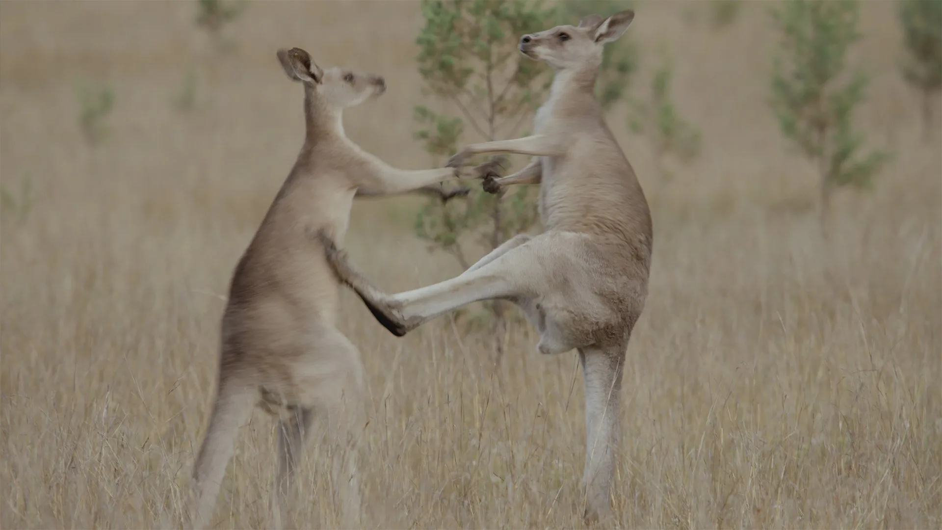 La vita segreta dei canguri stagione 1