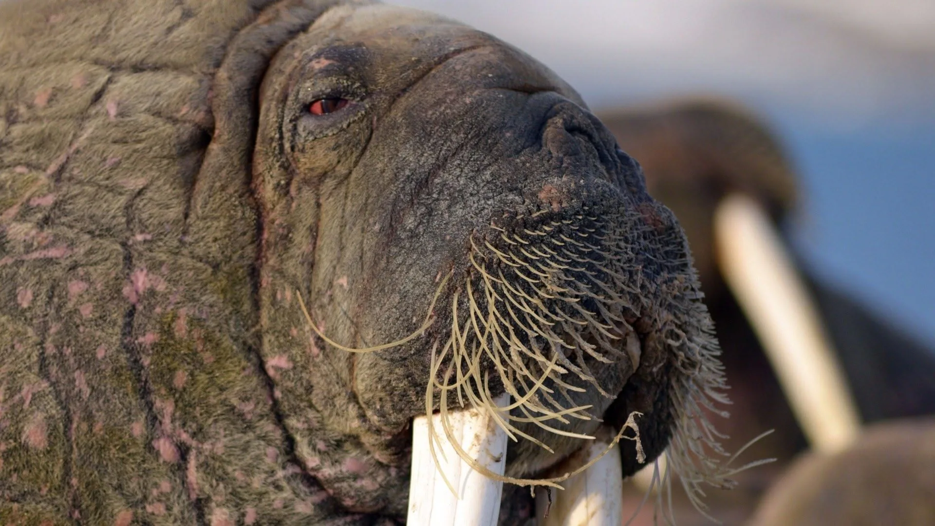 L'incanto delle stagioni stagione 1