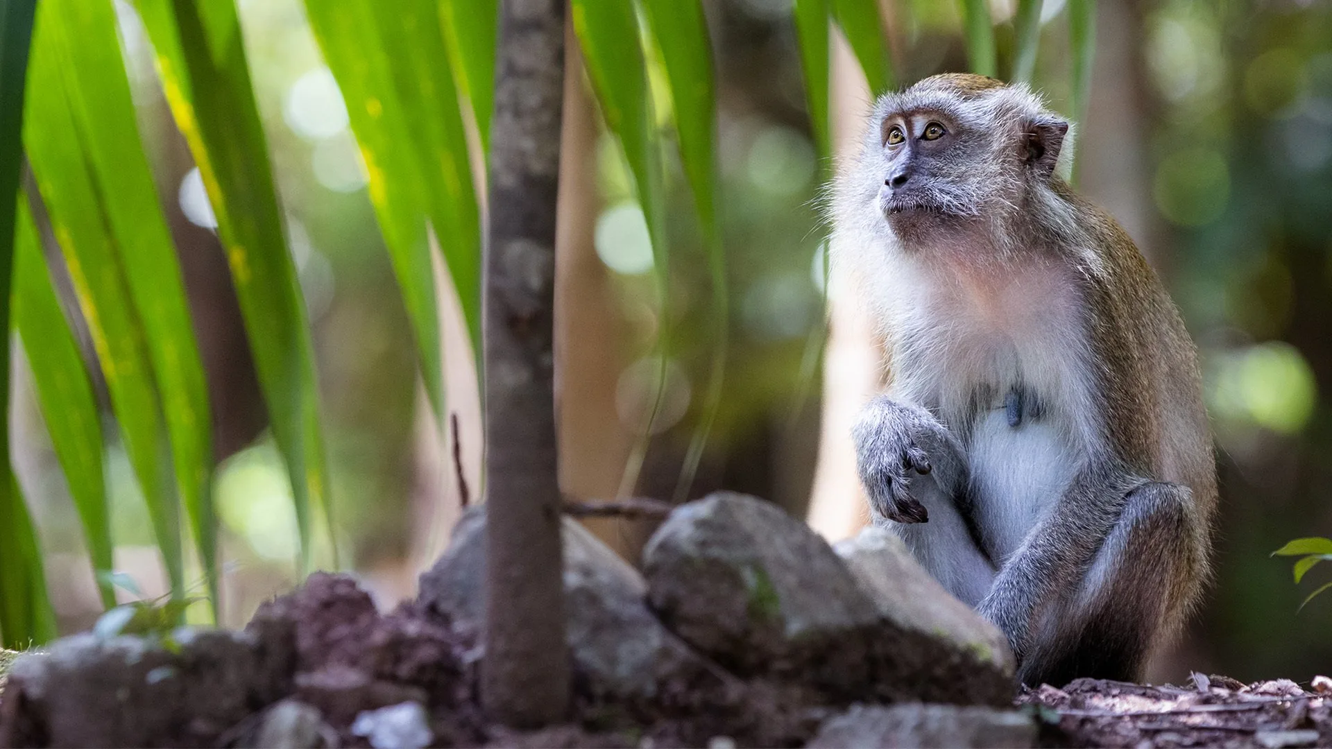 L'isola dei macachi stagione 1