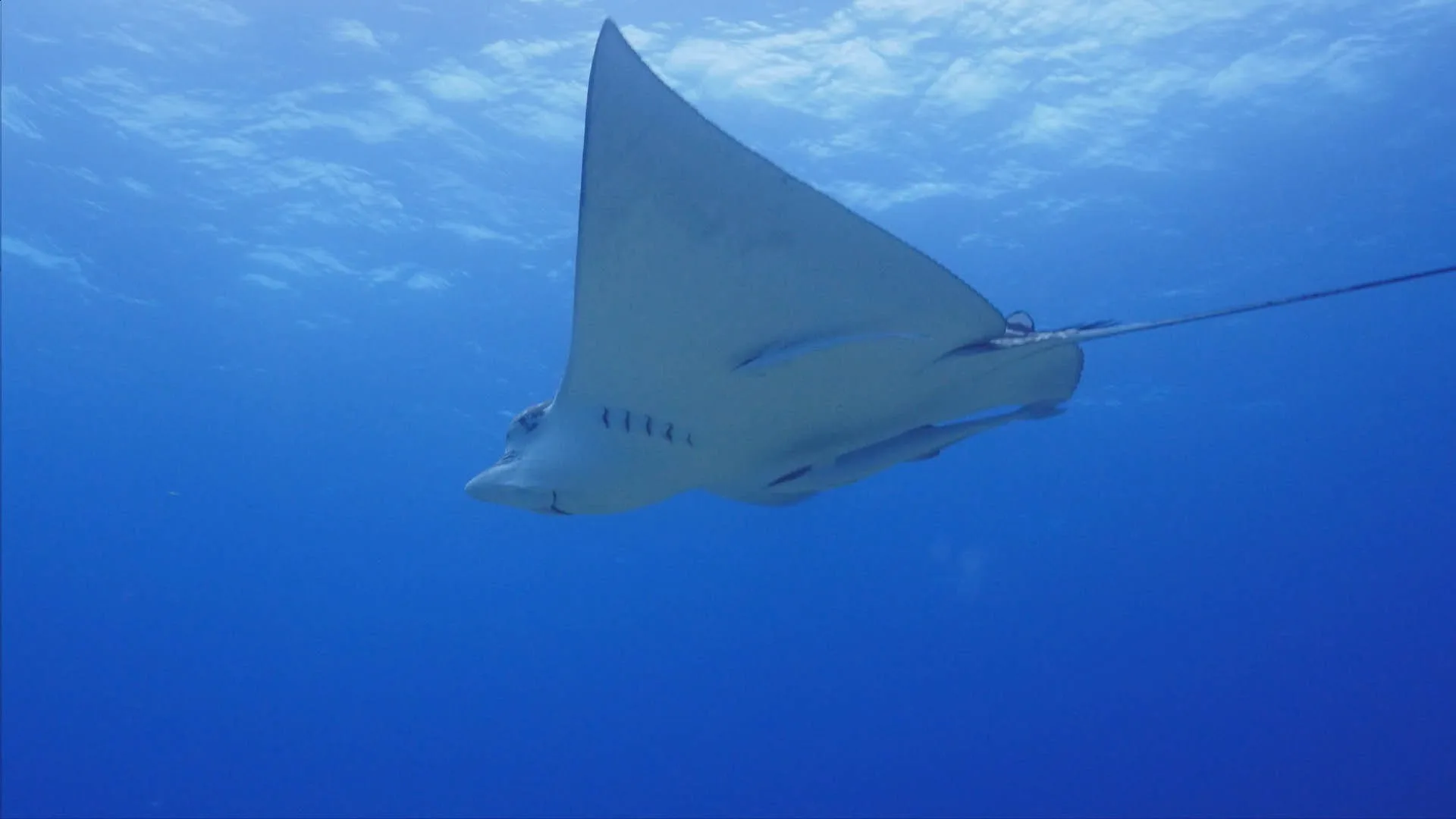 Nel selvaggio blu stagione 1