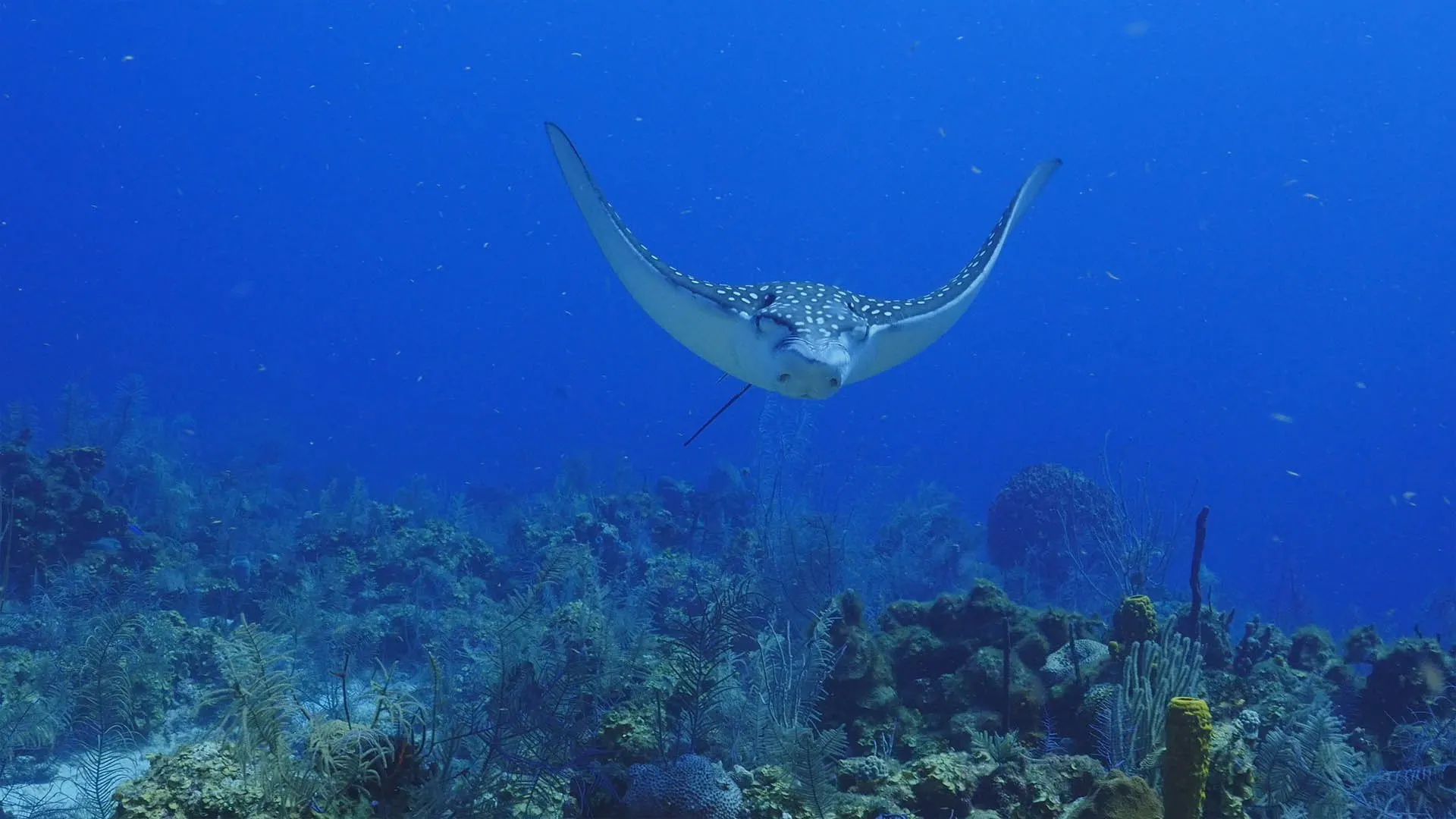 Nel selvaggio blu stagione 1