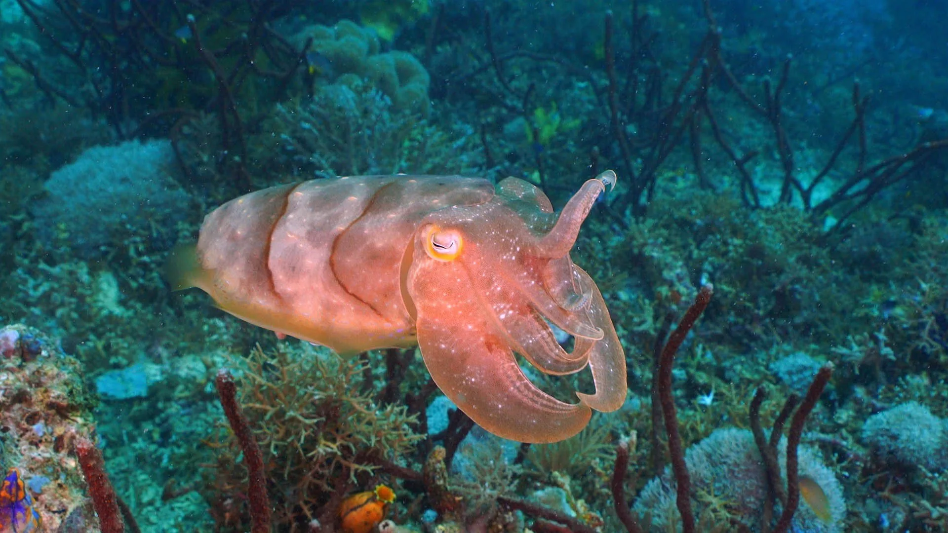 Nel selvaggio blu stagione 2