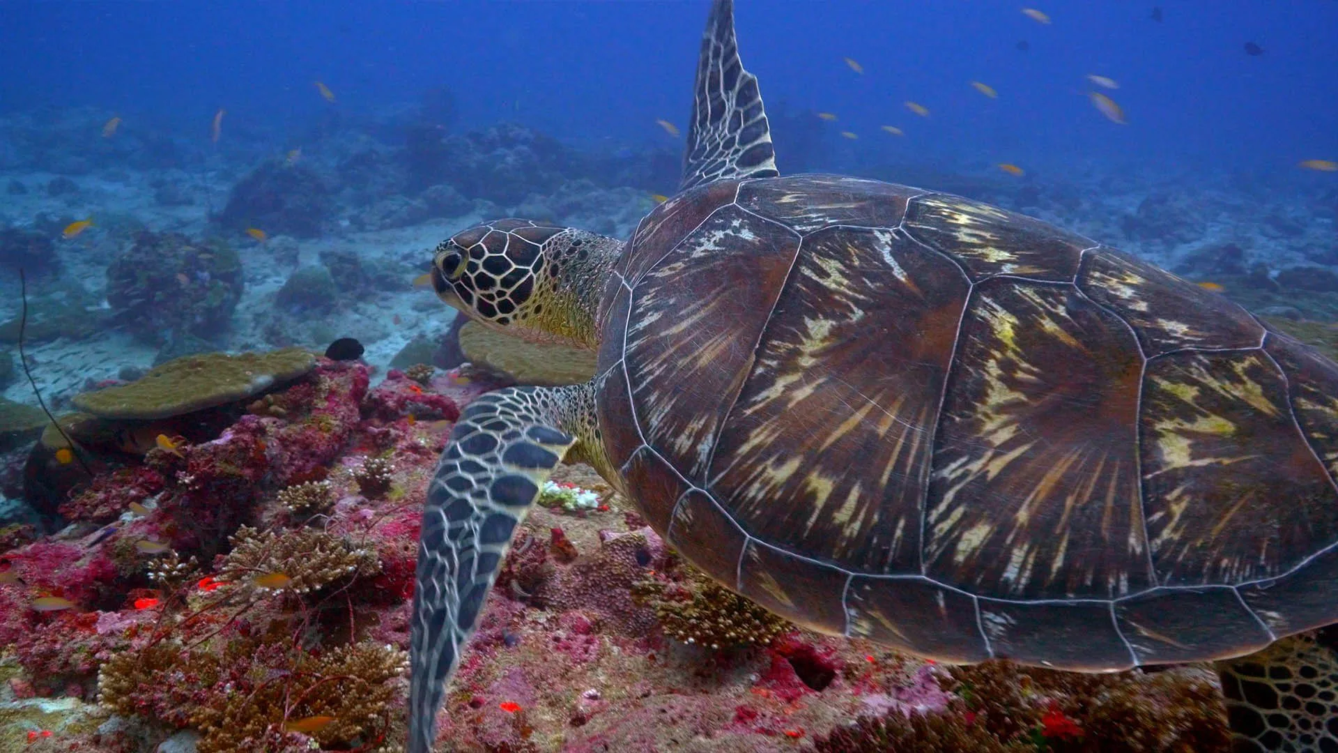 Nel selvaggio blu stagione 2