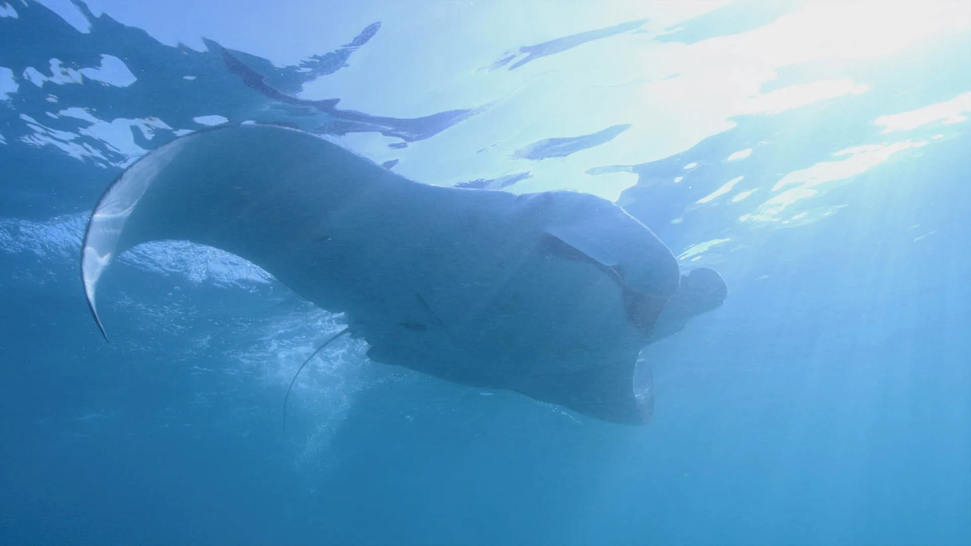 Nel selvaggio blu stagione 3