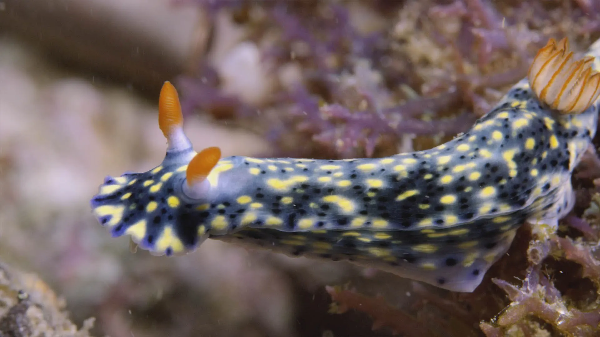 Nel selvaggio blu stagione 3