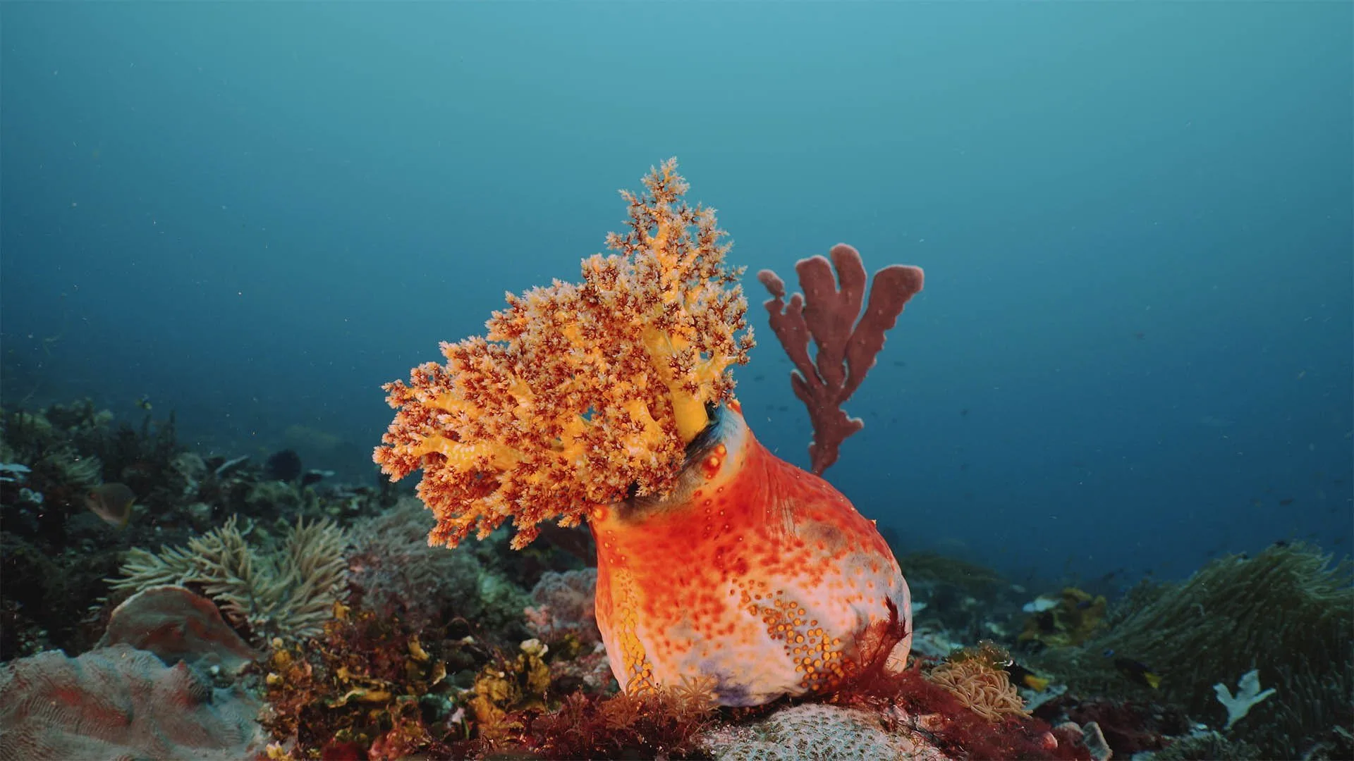 Nel selvaggio blu stagione 3