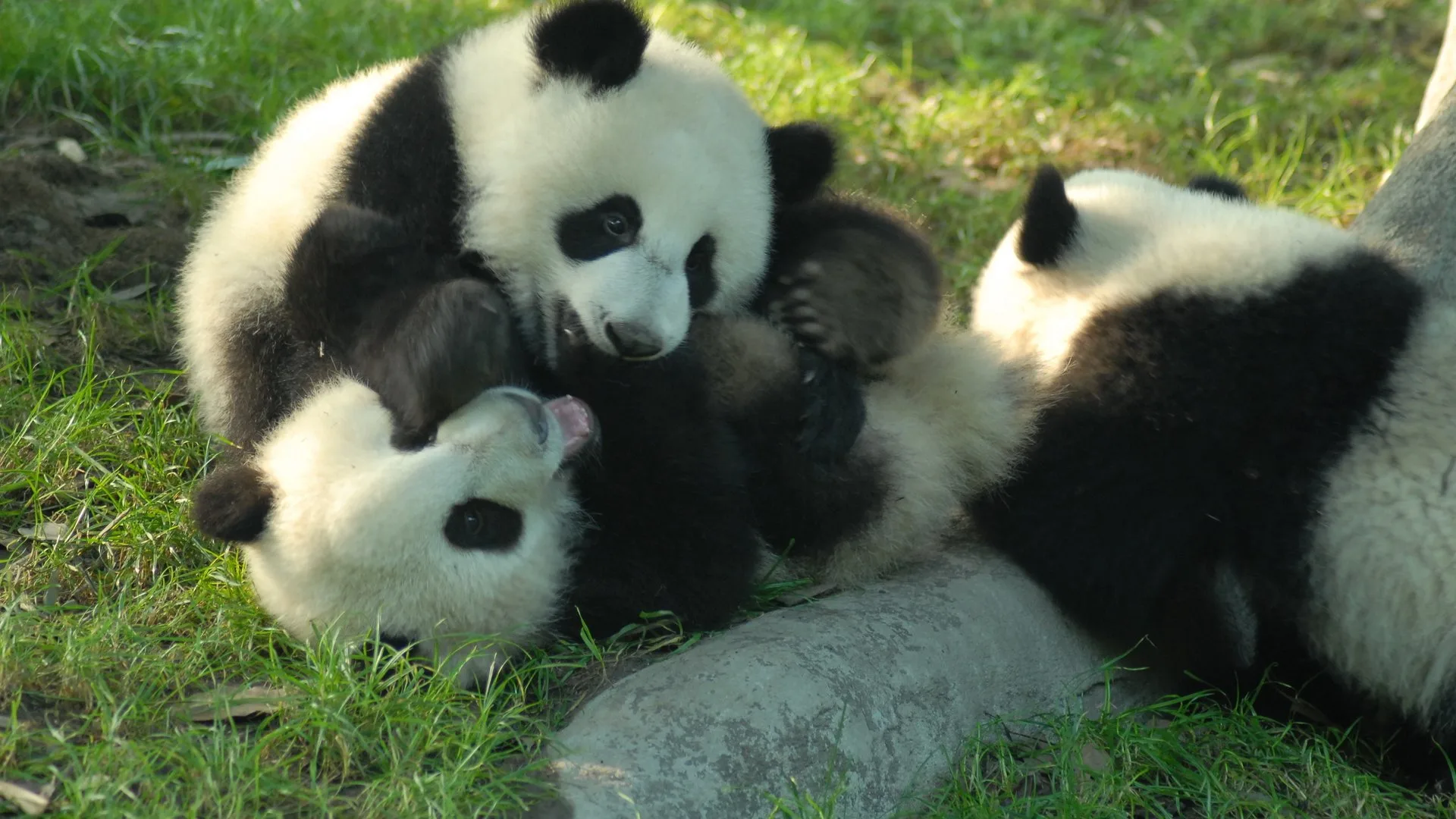 Panda Adventures stagione 1