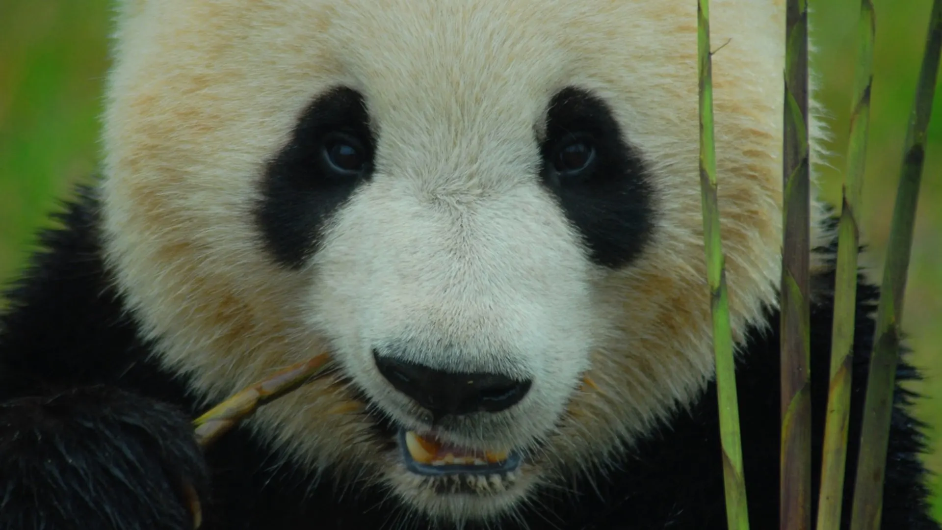 Panda Adventures stagione 1