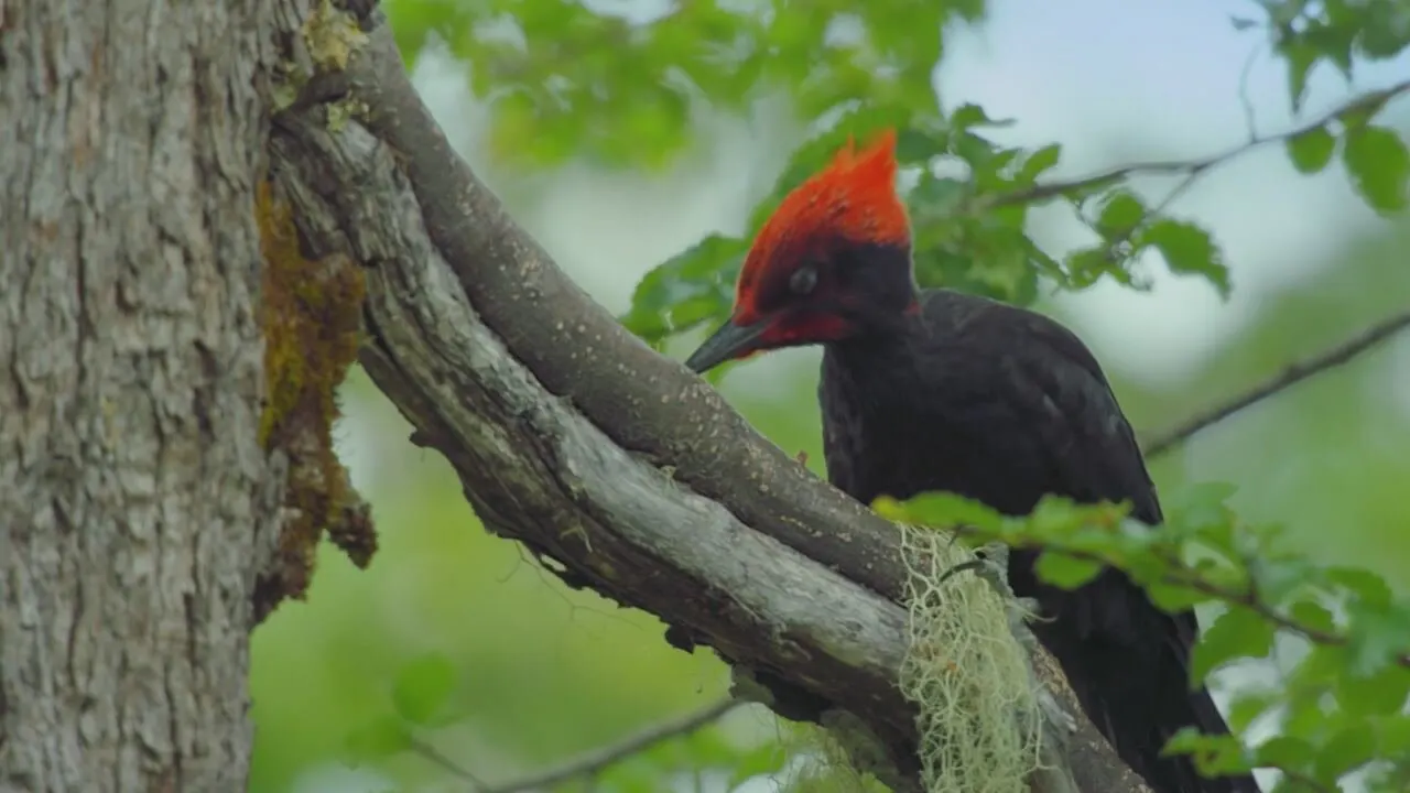 Patagonia - La vita ai confini del mondo stagione 1