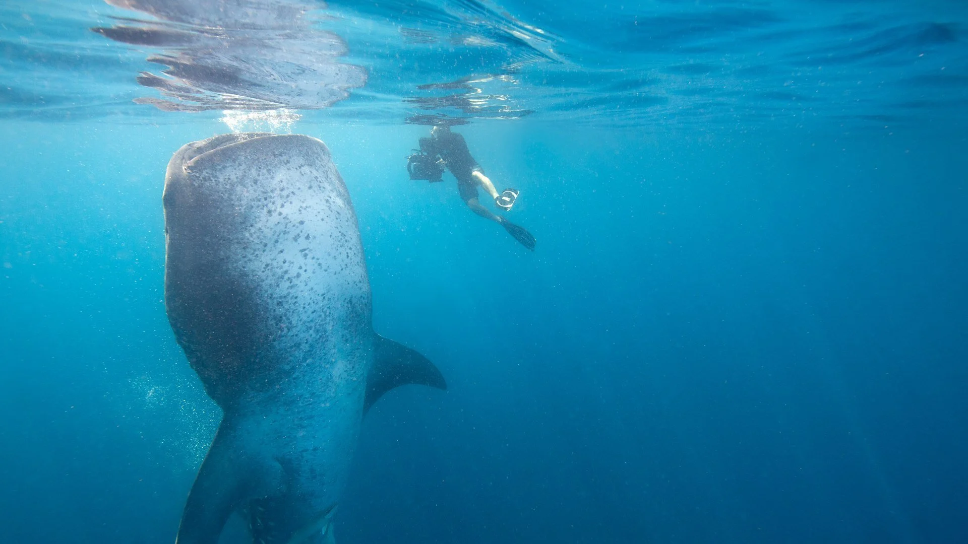 Pianeta squalo stagione 1