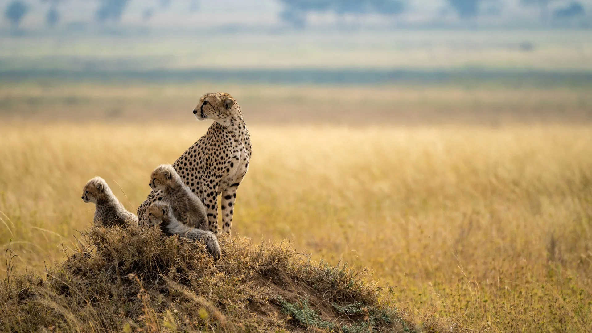 Predators stagione 1