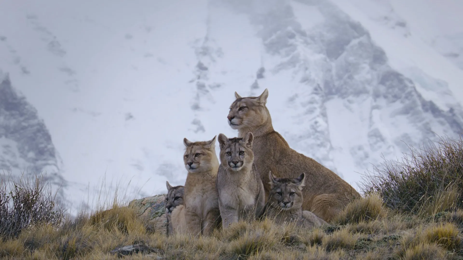 Predators stagione 1