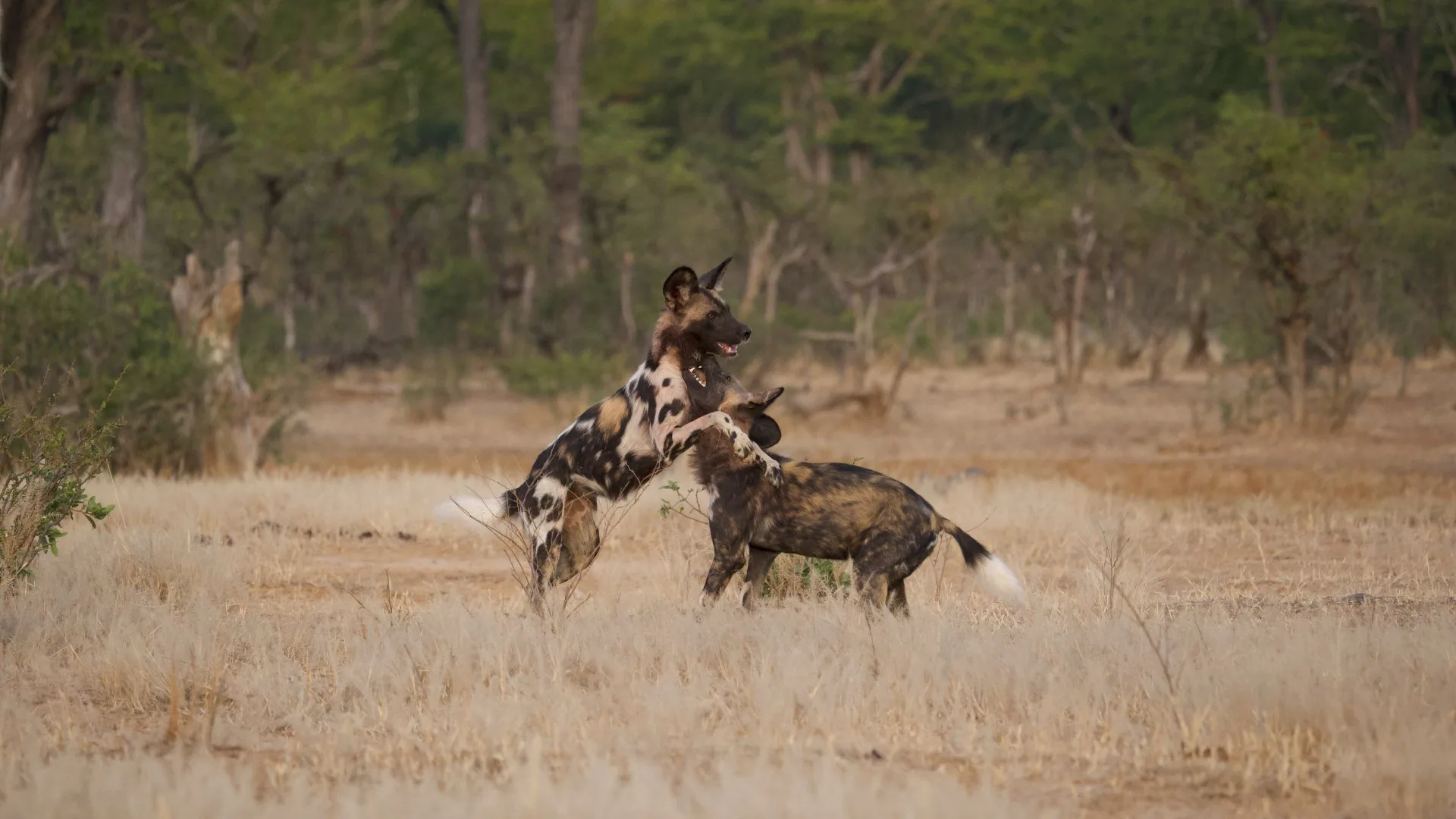 Predators stagione 1