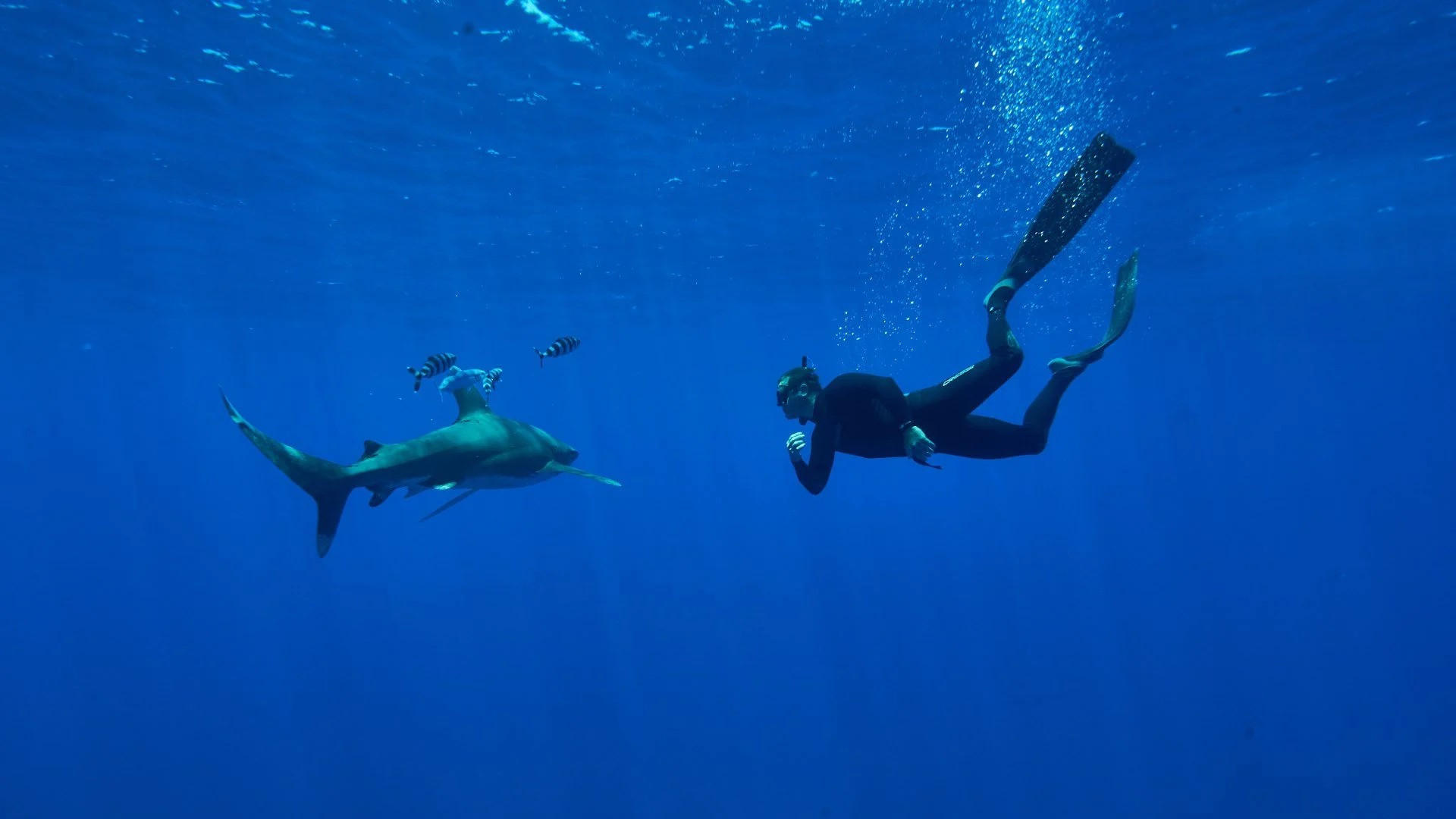 Shark with Steve Backshall stagione 1