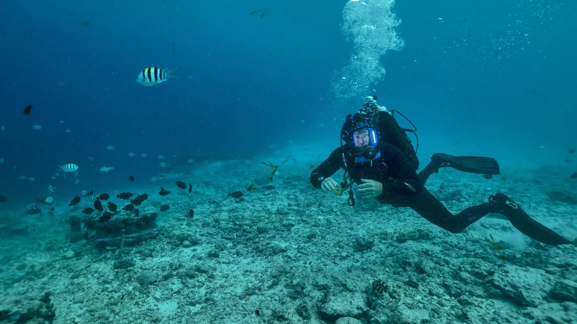Shark with Steve Backshall stagione 1
