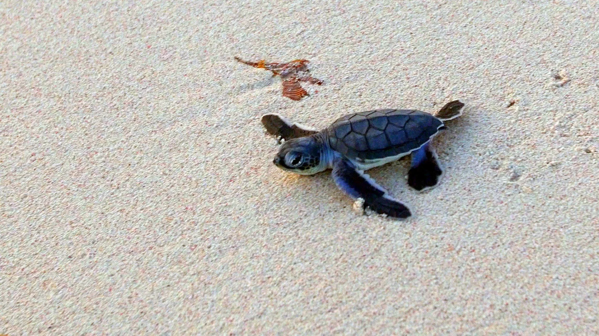 Spiagge vive stagione 1