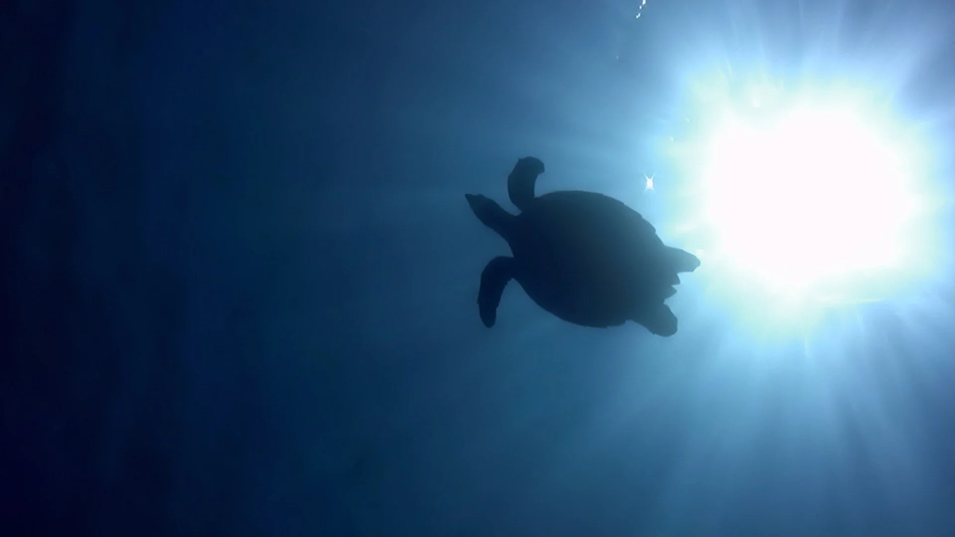 Spiagge vive stagione 1