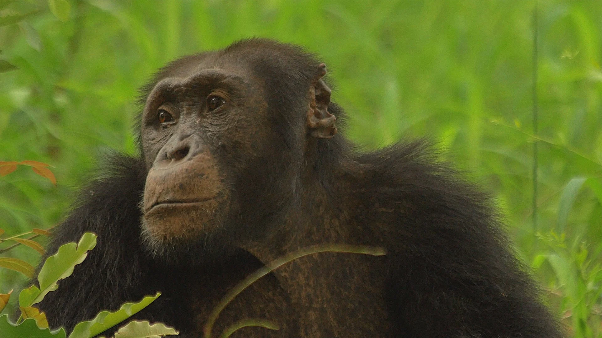 Straordinari Comportamenti Animali stagione 1