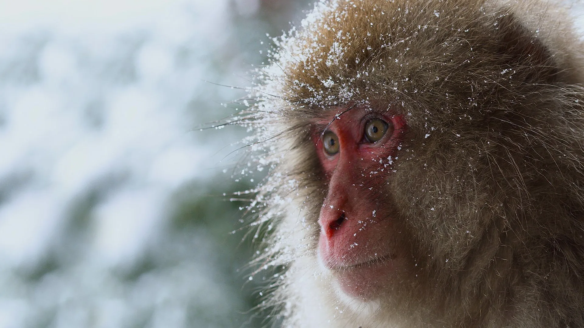 Straordinari Comportamenti Animali stagione 1