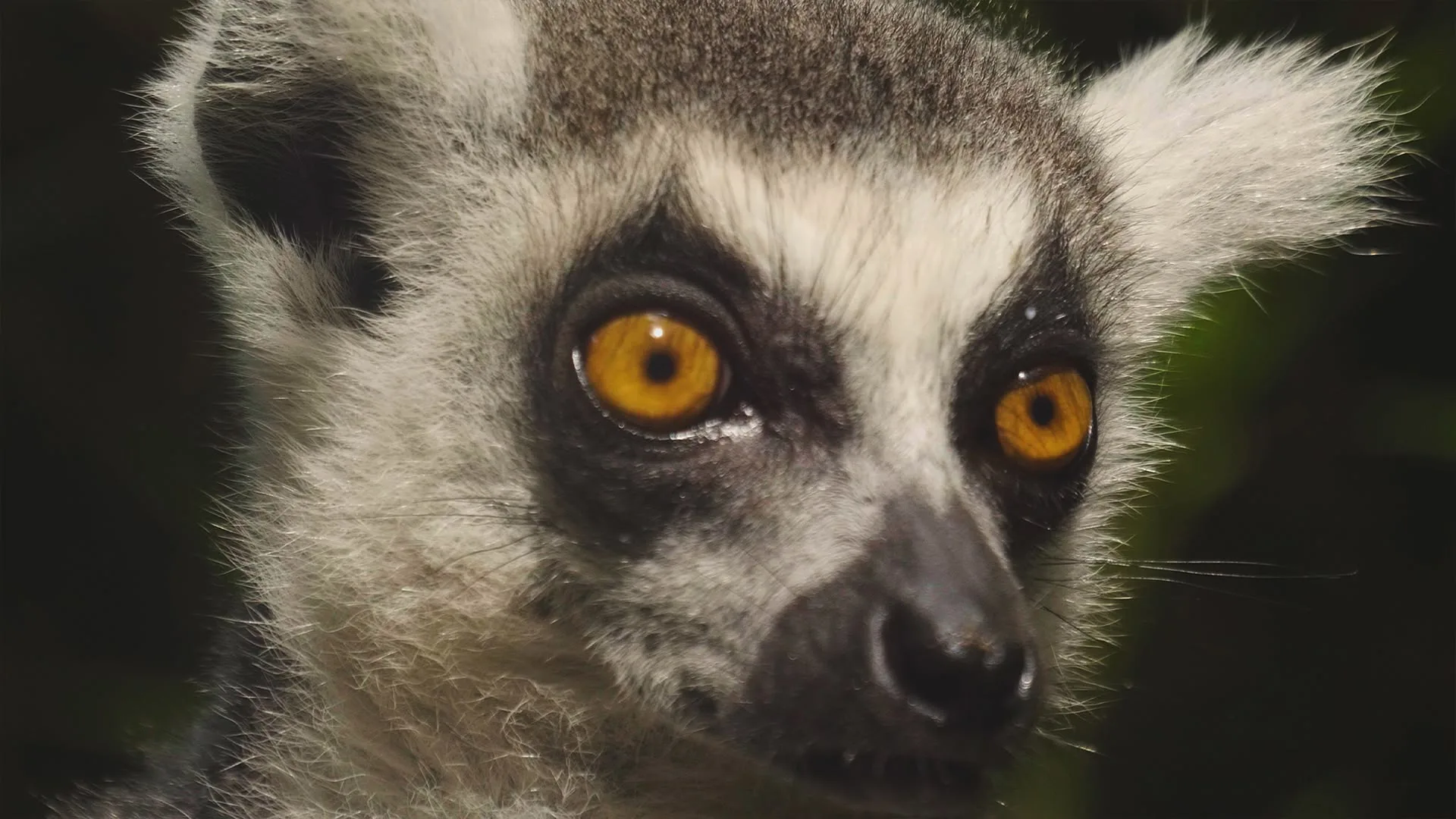 Straordinari Comportamenti Animali stagione 1