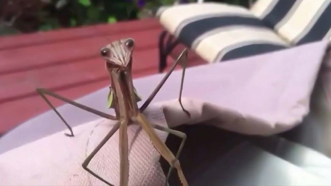 Top 20 Funniest stagione 1