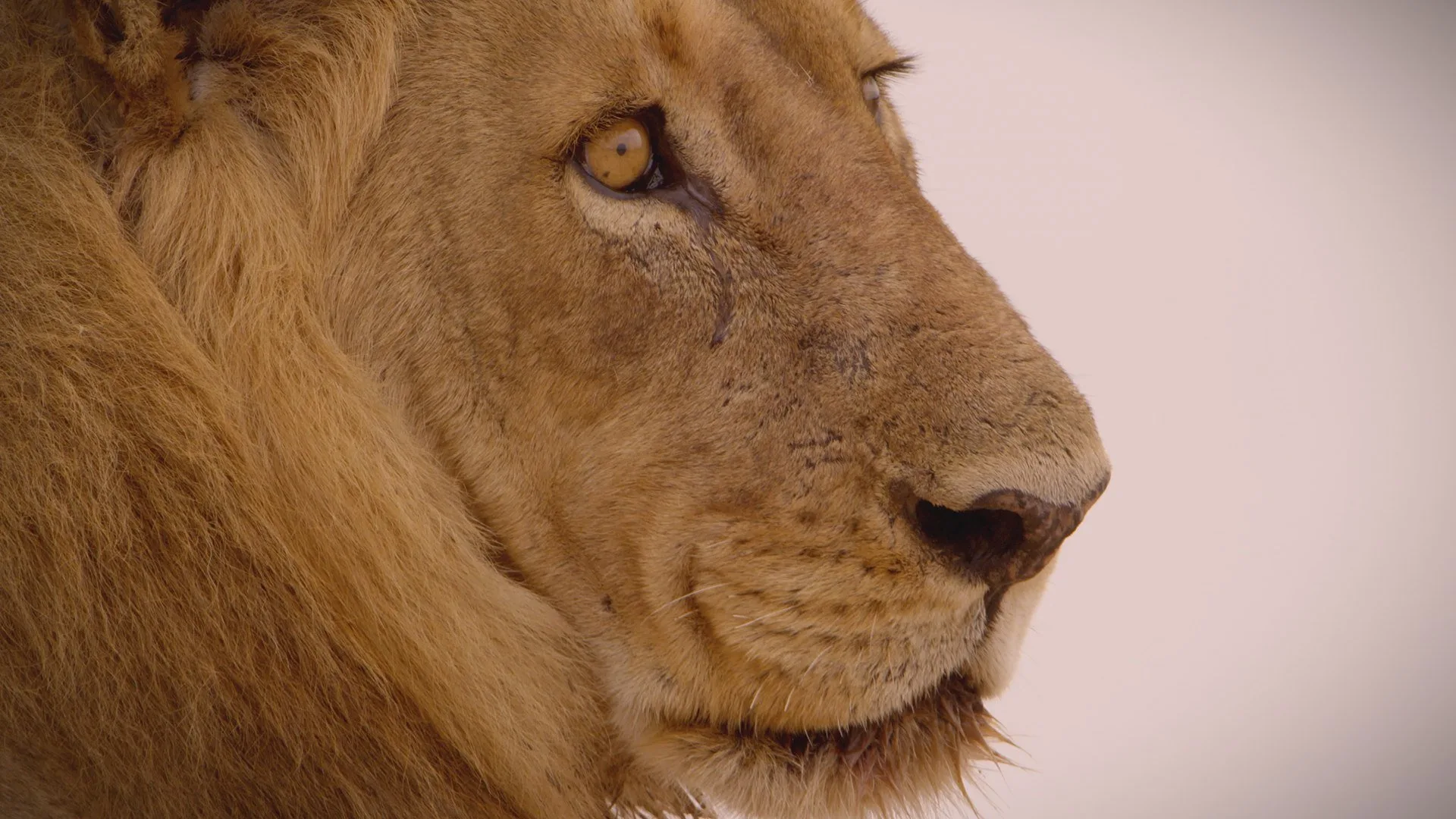 Wild Survivors - Zambia stagione 1