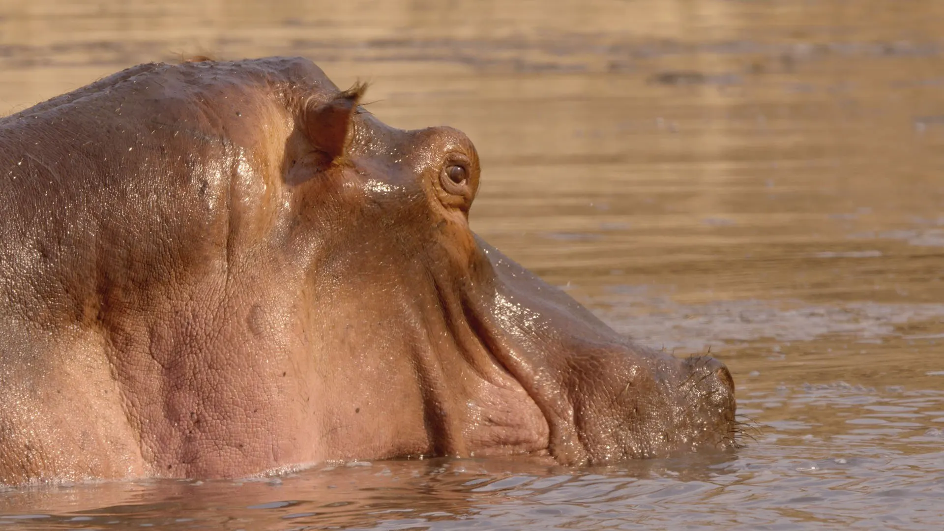 Wild Survivors - Zambia stagione 1