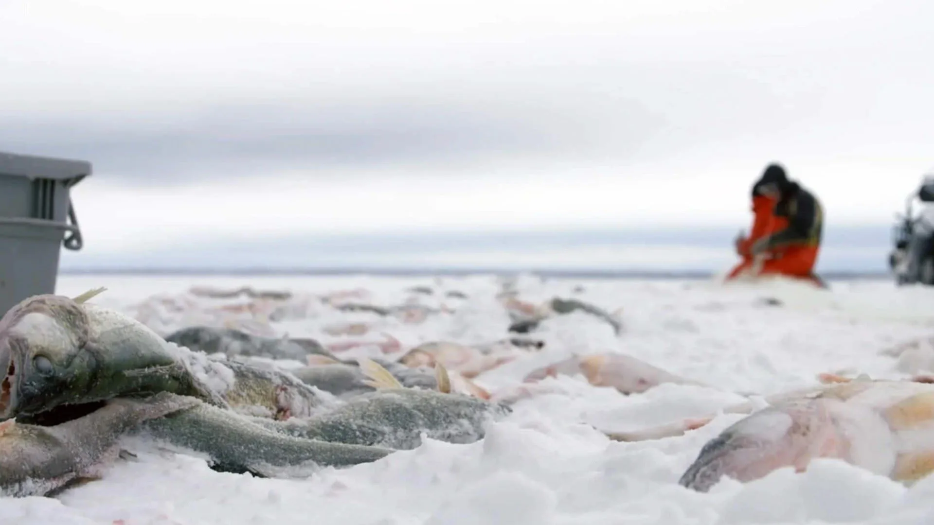 Ice Vikings stagione 1