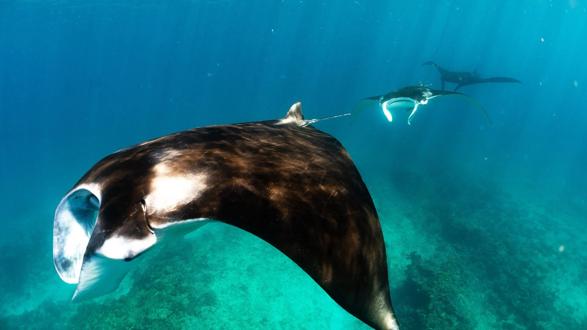 Ningaloo - Meraviglie sottomarine d'Australia stagione 1